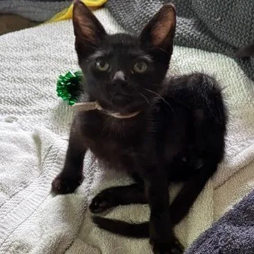A baby small-sized male Black Domestic Short Hair cat named Ace for adoption in Webster, TX