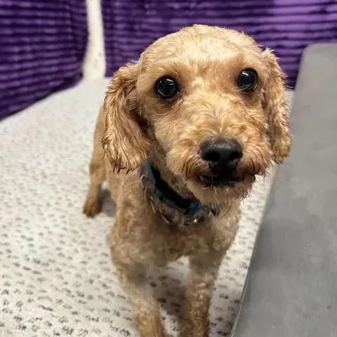 A young small-sized female Goldendoodle dog named Paradise for adoption in Hartland, WI