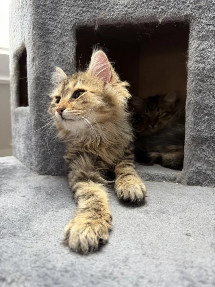 Schitt's Creek:  Moira thumbnail 2