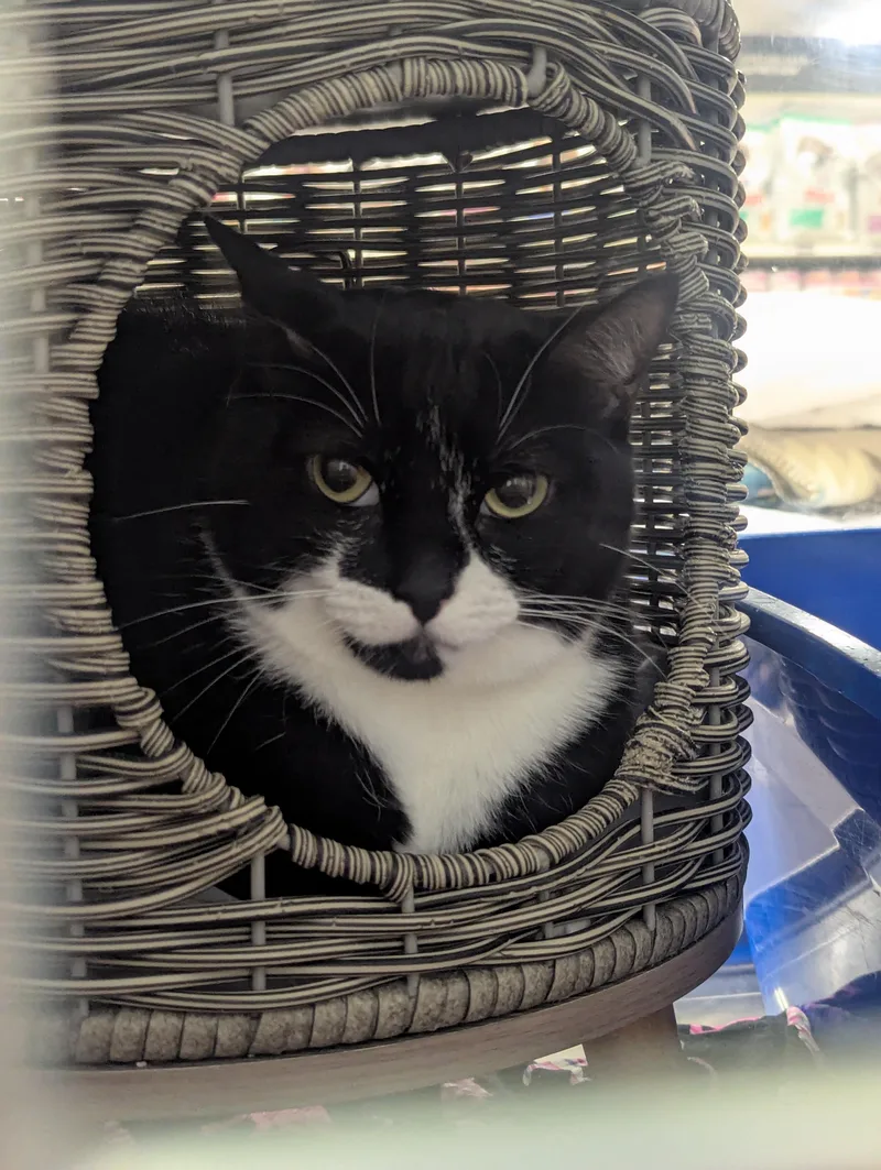 An adult small-sized female Domestic Short Hair cat named Baby for adoption in Fullerton, CA
