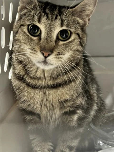 A young medium-sized female Domestic Short Hair cat named Julia for adoption in Derwood, MD