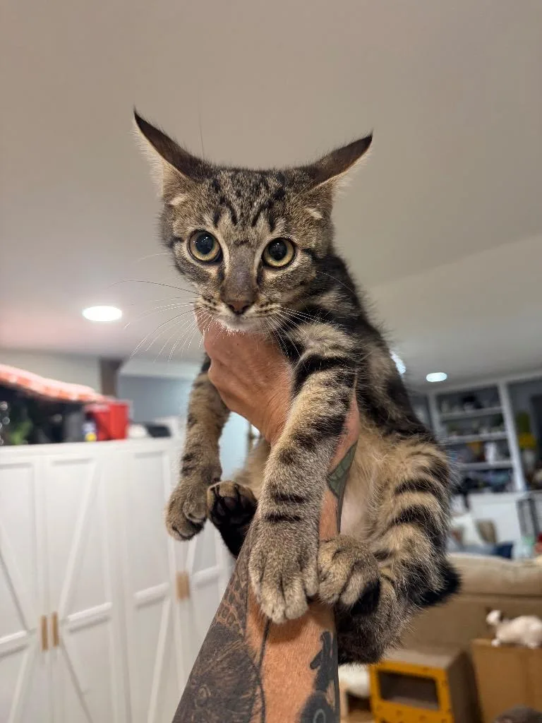 A baby large-sized male Domestic Short Hair cat named Drax for adoption in warrenville, SC