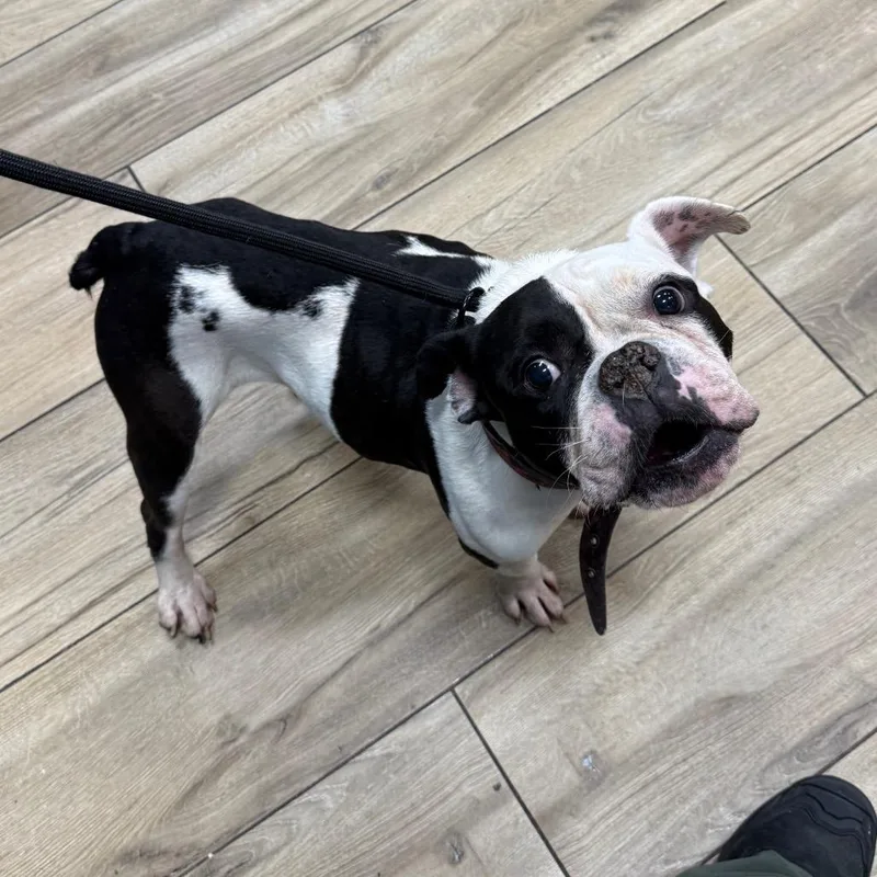 An adult medium-sized female English Bulldog dog named Oreo for adoption in Newark, NJ