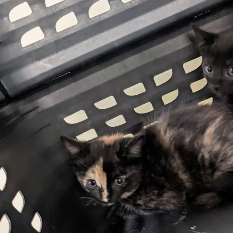 A baby small-sized female Tortoiseshell Domestic Short Hair cat named Akima for adoption in Lynchburg, VA