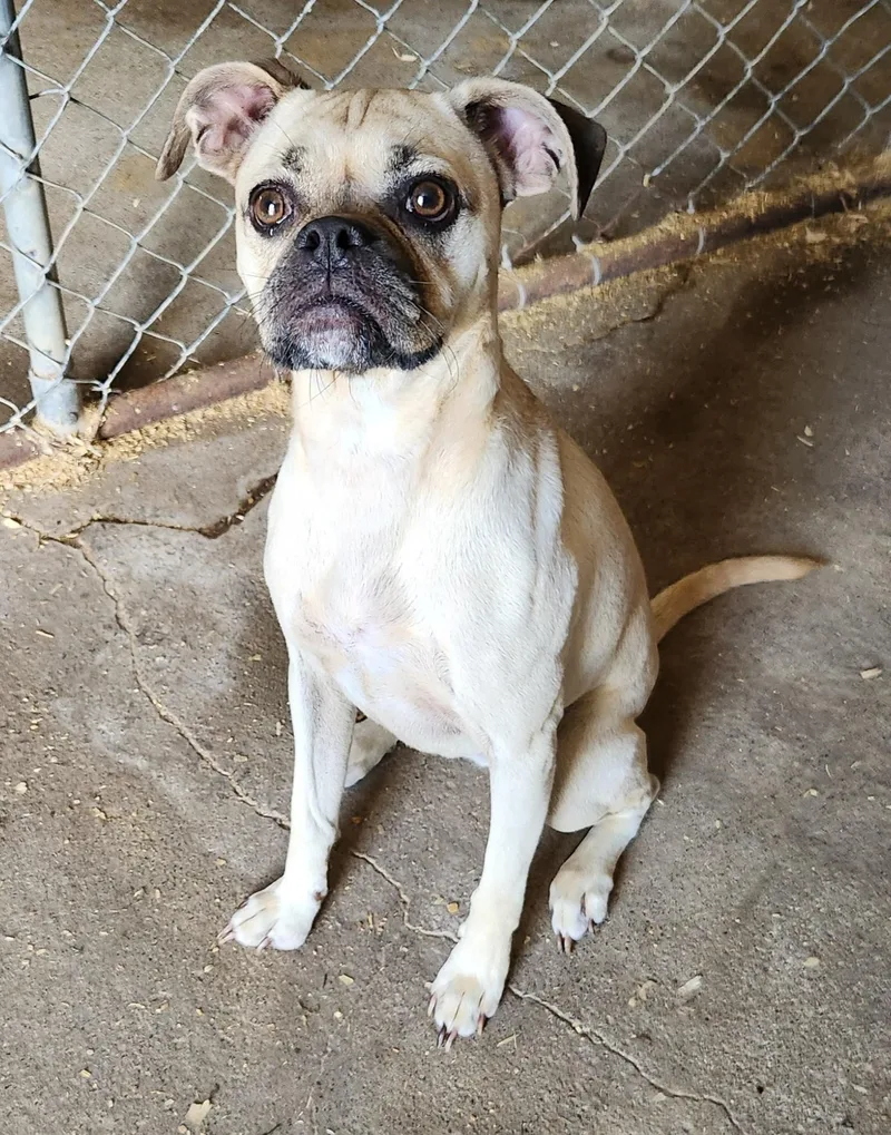 A young small-sized female Yellow / Tan / Blond / Fawn Puggle dog named Daisy for adoption in Liberty Center, OH