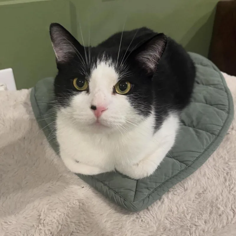 An adult medium-sized male Black & White / Tuxedo Domestic Short Hair cat named Street for adoption in Rochester, NY