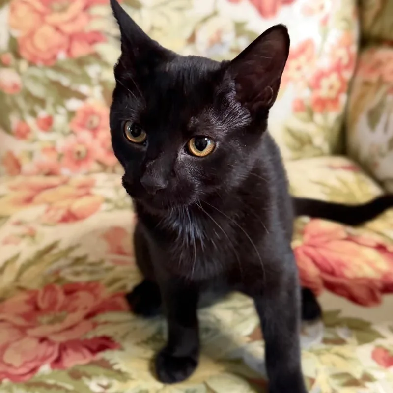 A baby small-sized female Black Domestic Short Hair cat named Buttercup for adoption in Medina, OH