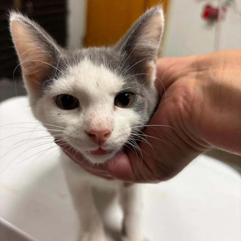 A baby small-sized male Gray / Blue / Silver Domestic Short Hair cat named Guacamole for adoption in Ottawa, KS