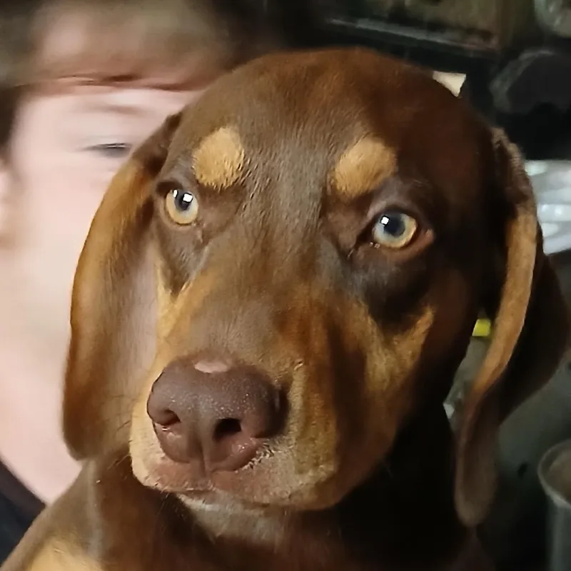 A baby medium-sized male Red / Chestnut / Orange Doberman Pinscher dog named Bo for adoption in Greenfield, IN