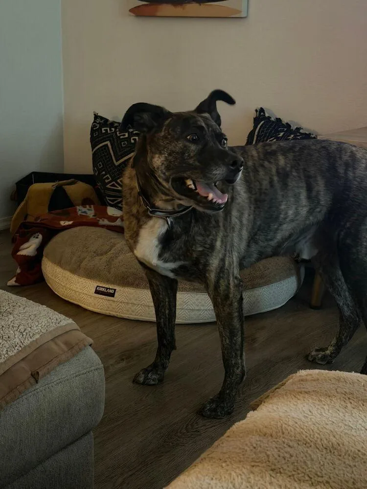 An adult large-sized male Shepherd dog named Gravy for adoption in Spokane, WA