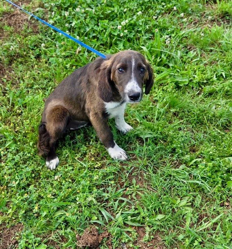 A baby medium-sized female Labrador Retriever dog named Dakota Alyssa for adoption in Wakefield, RI
