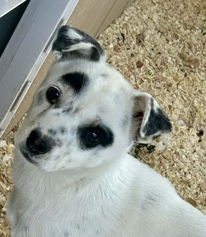 Heeler Mix Puppy Crew