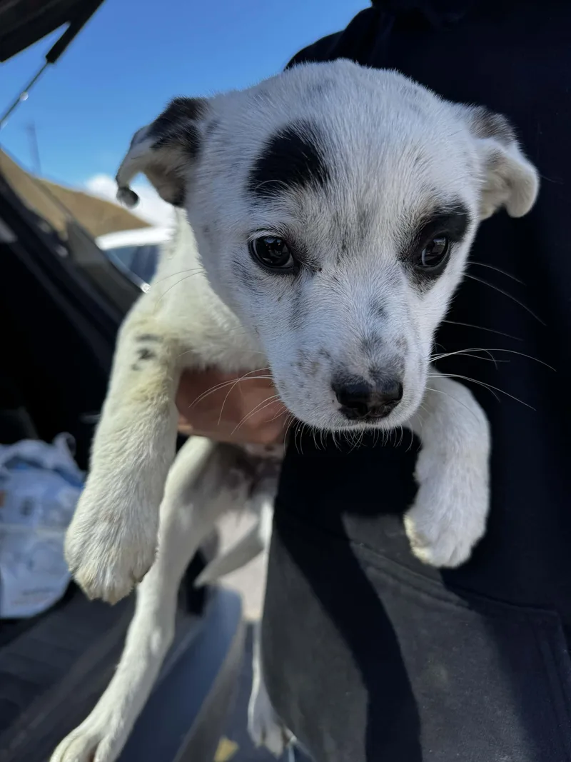 Heeler Mix Puppy Crew thumbnail 2