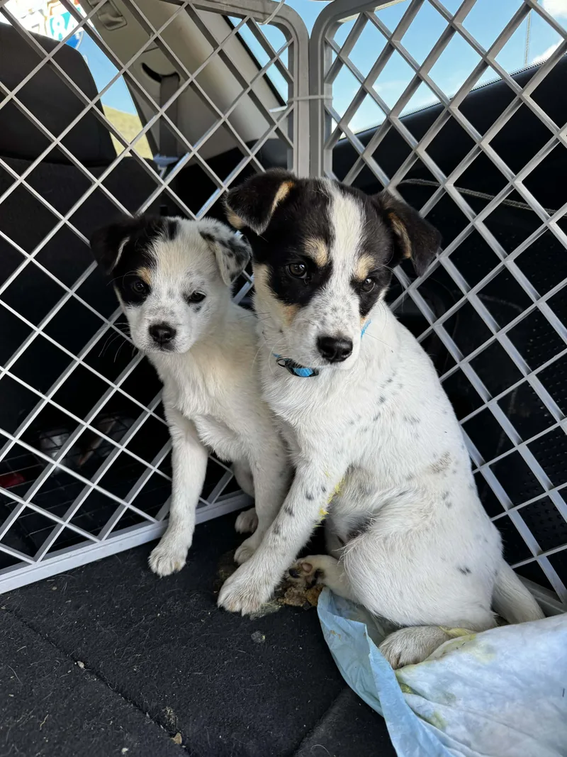 Heeler Mix Puppy Crew thumbnail 3