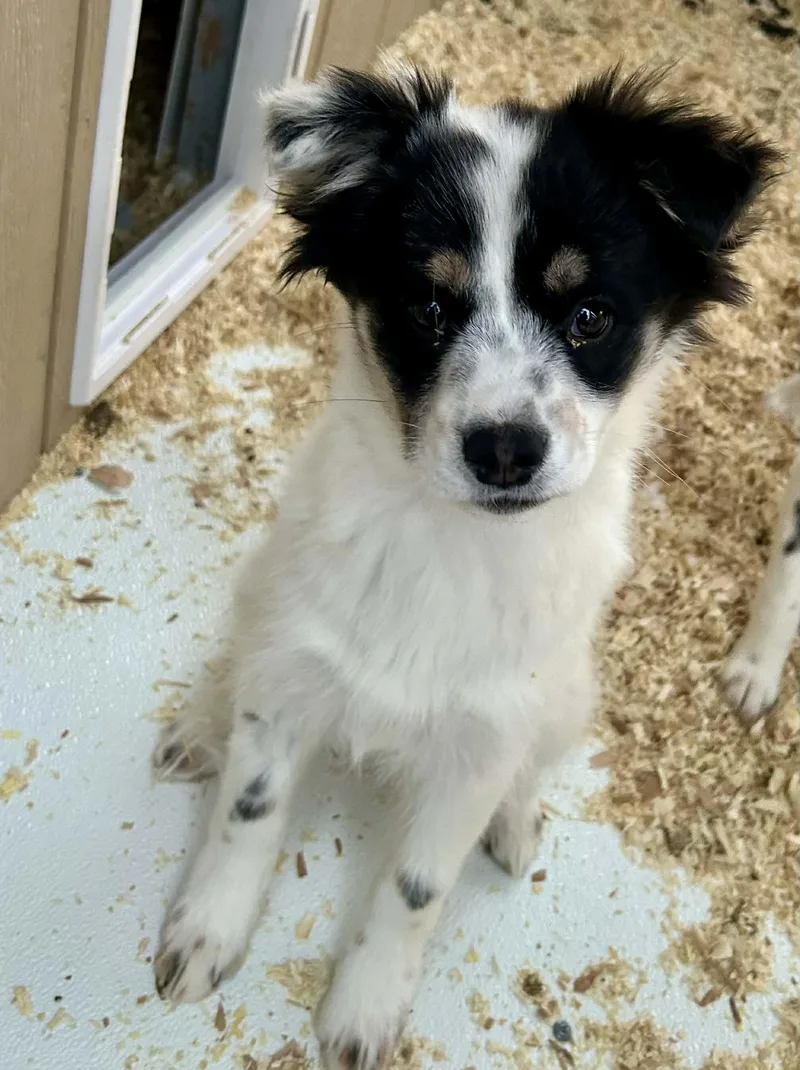 Heeler Mix Puppy Crew thumbnail 4