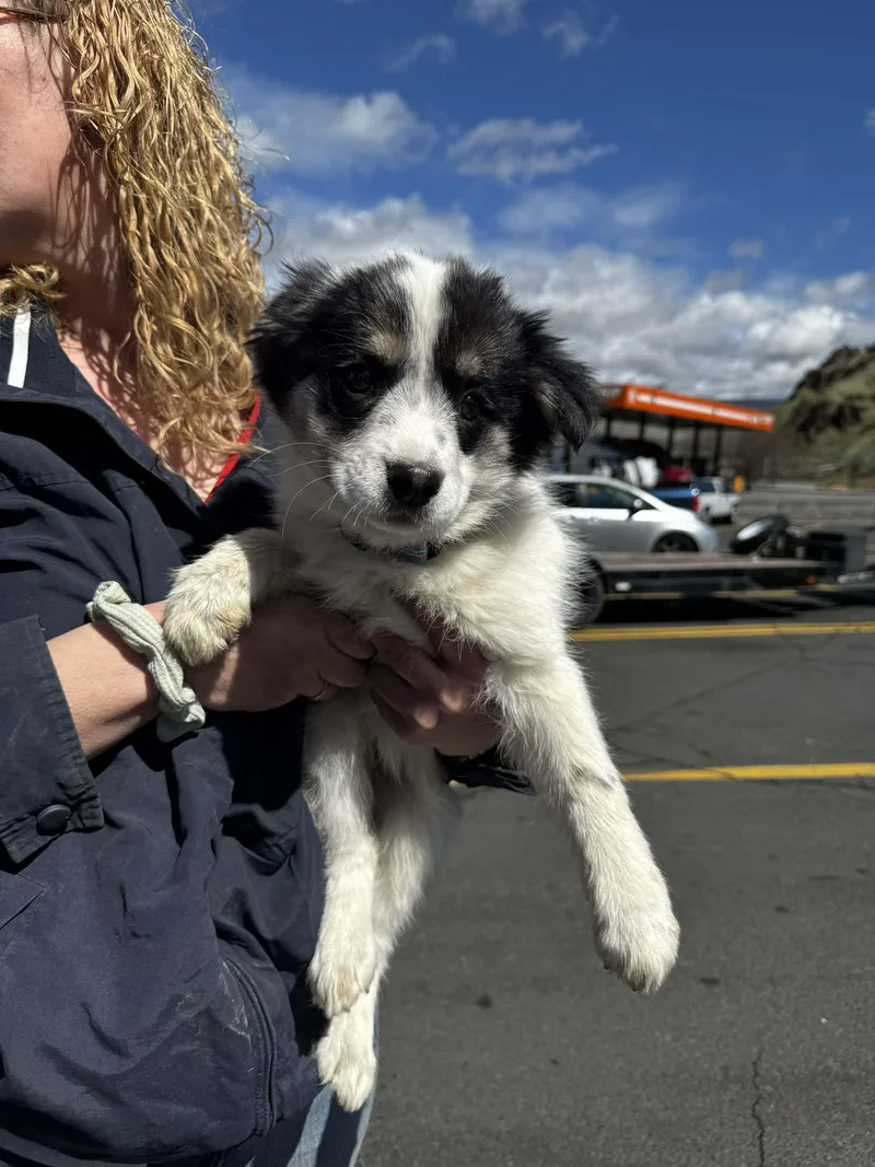 Heeler Mix Puppy Crew thumbnail 5