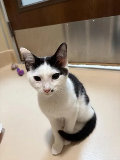 A baby medium-sized male Domestic Short Hair cat named Cannonball for adoption in Pleasanton, CA
