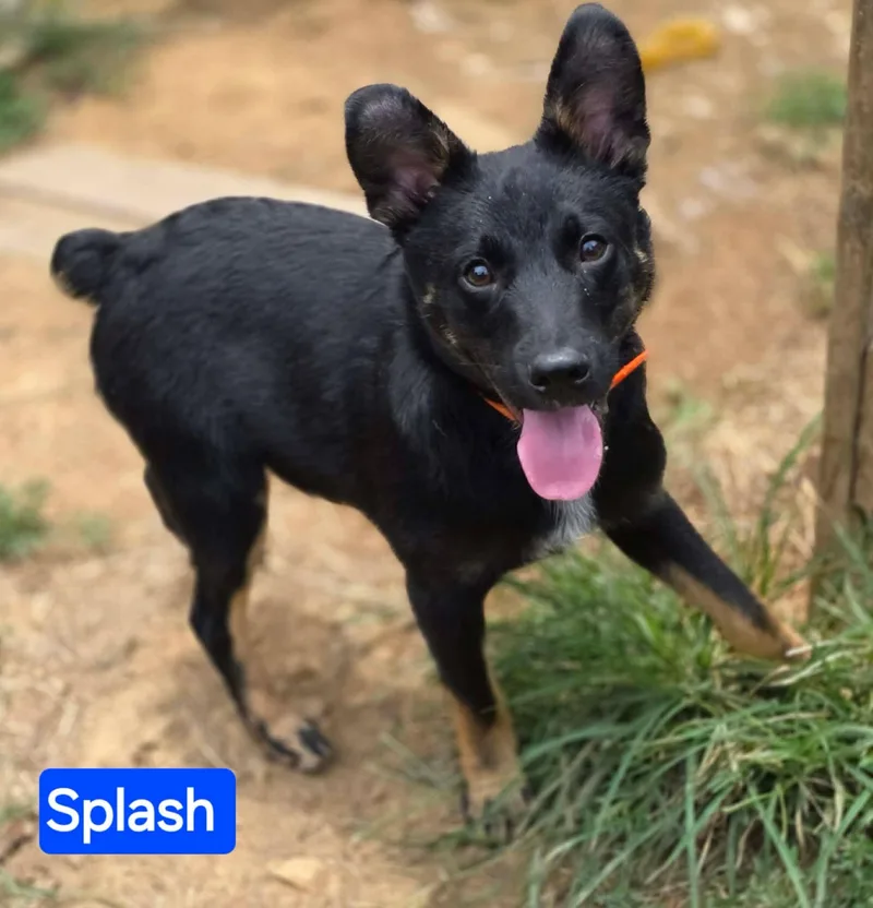 A young medium-sized male Bicolor German Shepherd Dog dog named Splash for adoption in Greeneville, TN