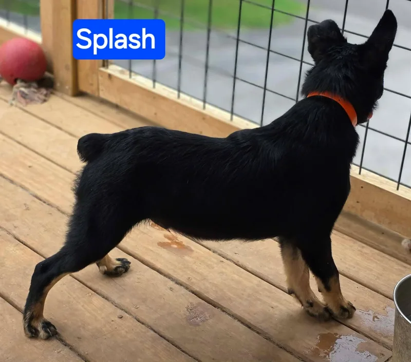 Splash thumbnail 3