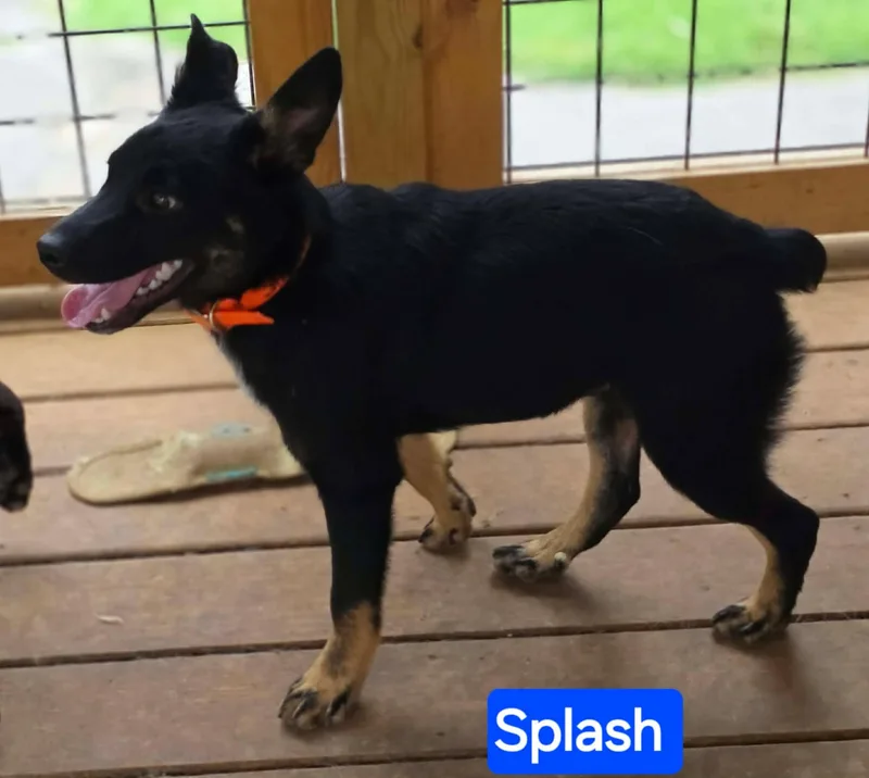 Splash thumbnail 4