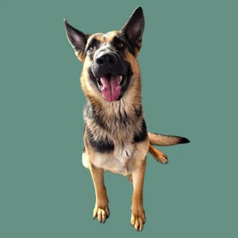 A young large-sized male German Shepherd Dog dog named Bou for adoption in Bakersfield, CA