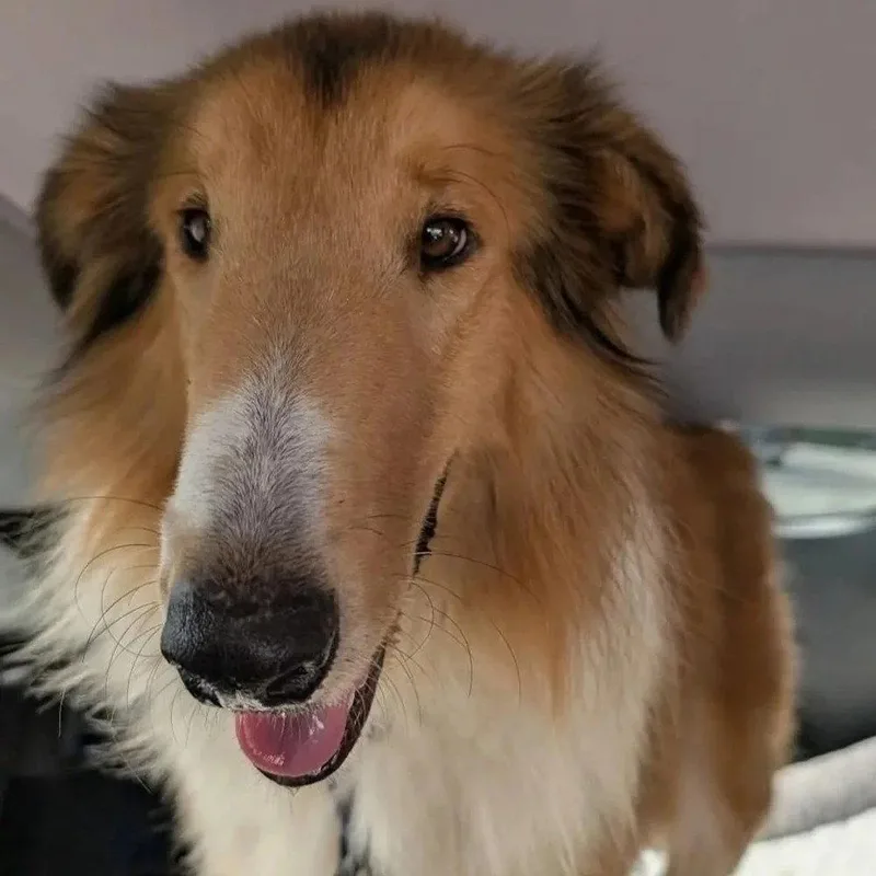 A young large-sized male Collie dog named Zane for adoption in Dublin, OH