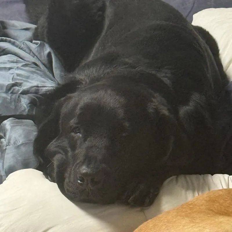 An adult extra large-sized female Black Labrador Retriever dog named Darla for adoption in West Palm Beach, FL