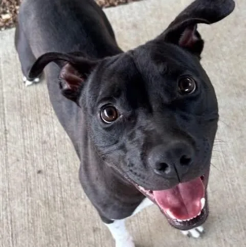 A young medium-sized male Mixed Breed dog named Mickey D for adoption in Tunica, MS
