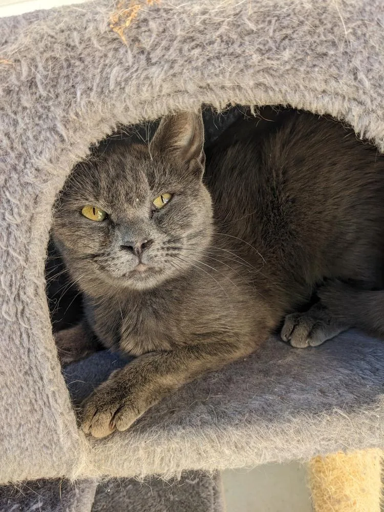 A young medium-sized female Gray / Blue / Silver Domestic Short Hair cat named Viola for adoption in Lewisburg, TN