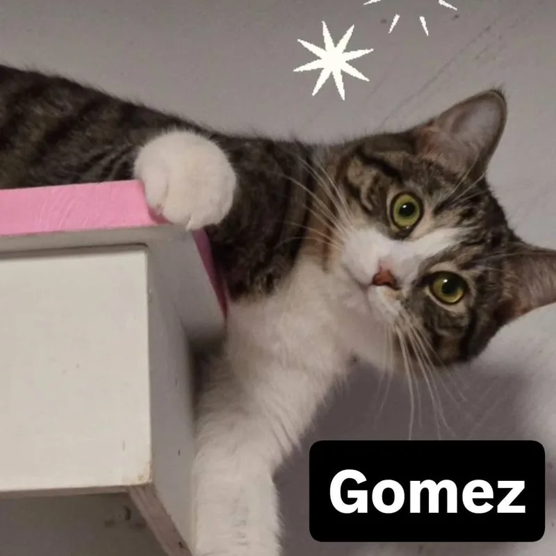 Gomez