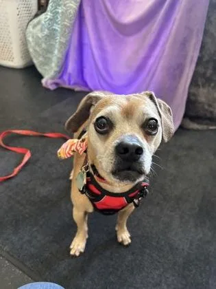A senior small-sized male Pug dog named Mookie for adoption in Scotia, NY
