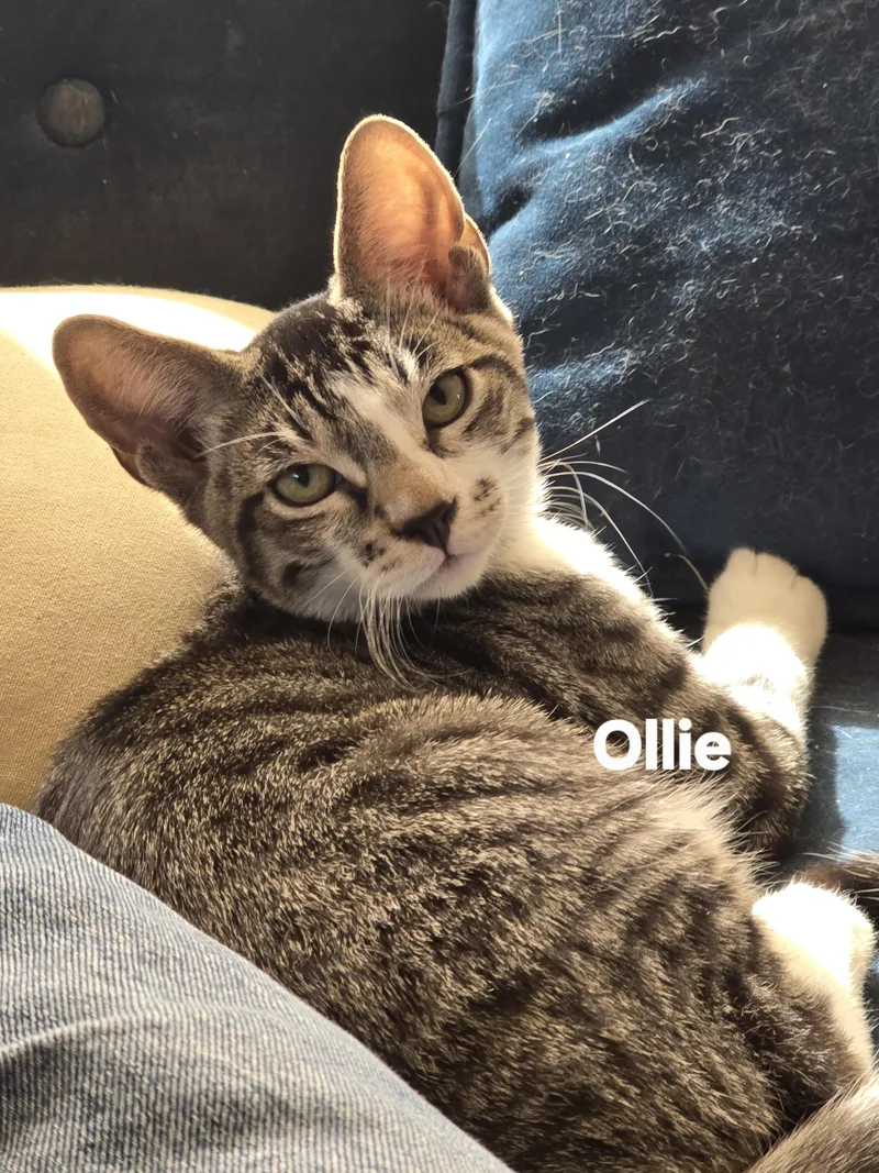 A baby medium-sized male Tabby (Brown / Chocolate) Tabby cat named Ollie for adoption in Vacaville, CA