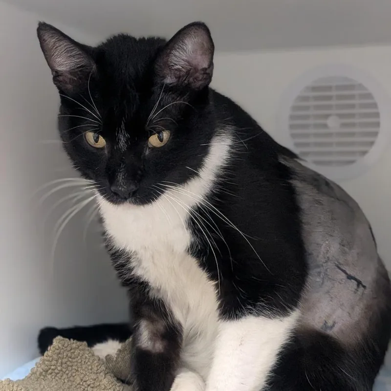 An adult small-sized female Black Domestic Short Hair cat named Sapphire for adoption in Prairie du Chien, WI