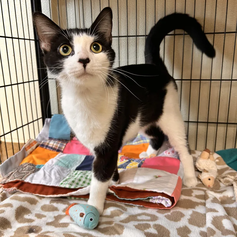 A young medium-sized female Black & White / Tuxedo Domestic Short Hair cat named Worm for adoption in Myerstown, PA