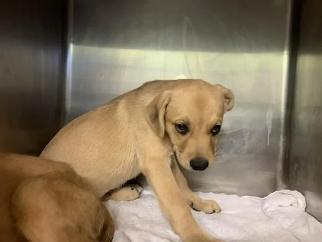 A baby small-sized male Labrador Retriever dog named Chance for adoption in Grand Prairie, TX