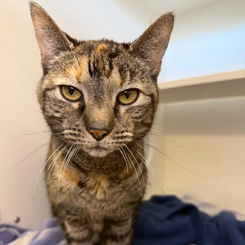 A senior medium-sized female Torbie Domestic Short Hair cat named Miss Forcible for adoption in Council Bluffs, IA