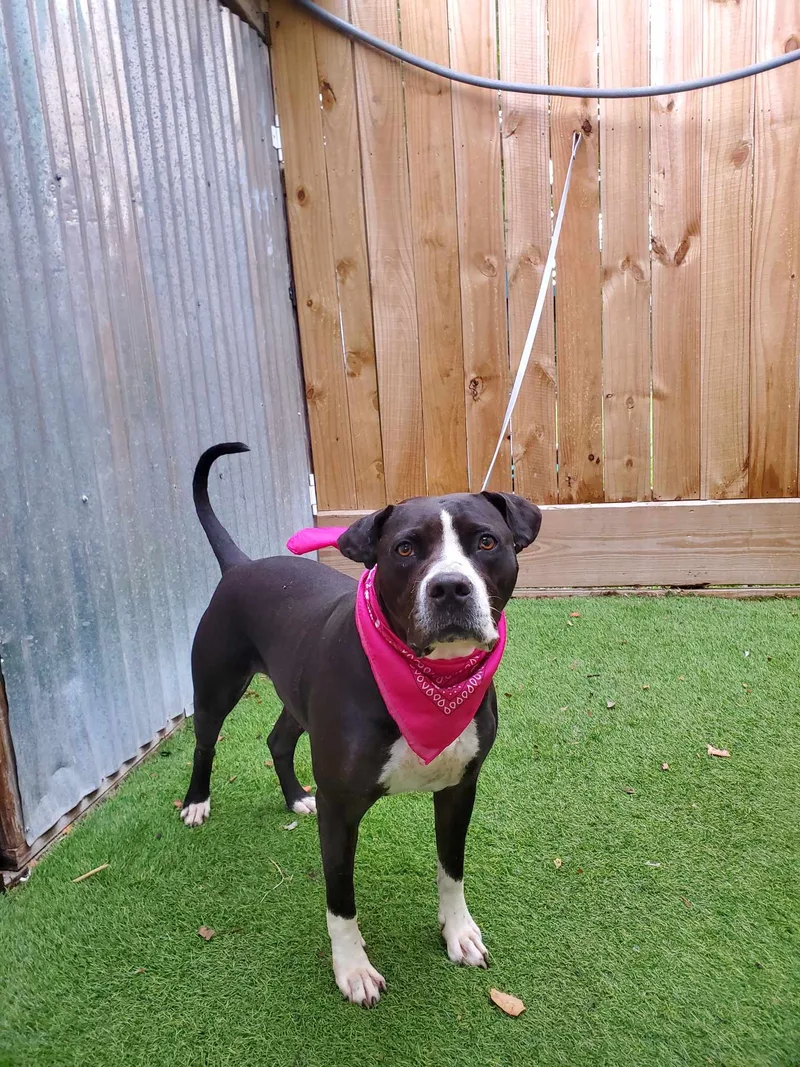 An adult medium-sized female Black American Staffordshire Terrier dog named Jewel for adoption in Oak Point, TX