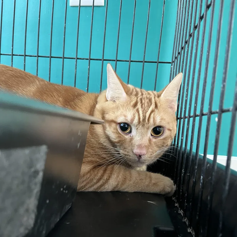 An adult large-sized male Orange & White American Shorthair cat named Norman for adoption in Hull, MA