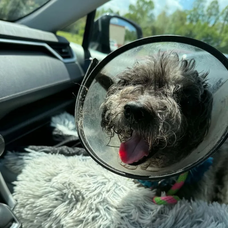 A senior small-sized male Gray / Blue / Silver Miniature Schnauzer dog named Herschel for adoption in Parkton, MD