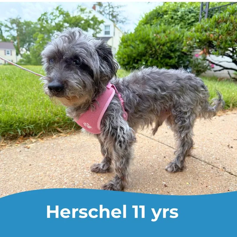 Herschel thumbnail 2