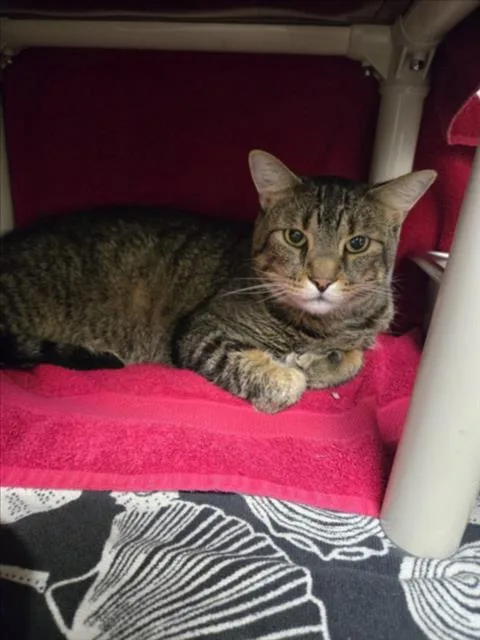 An adult small-sized male Domestic Short Hair cat named Chonk for adoption in Derwood, MD