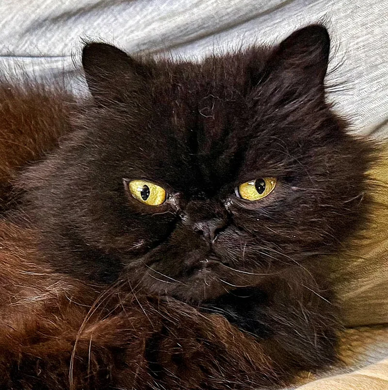 A young medium-sized male Black Persian cat named Corbid for adoption in Converse, TX