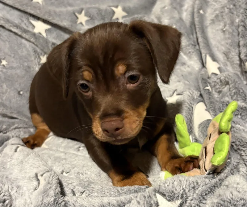 A baby small-sized male Brown / Chocolate Chiweenie dog named Han Solo for adoption in Oakdale, CA