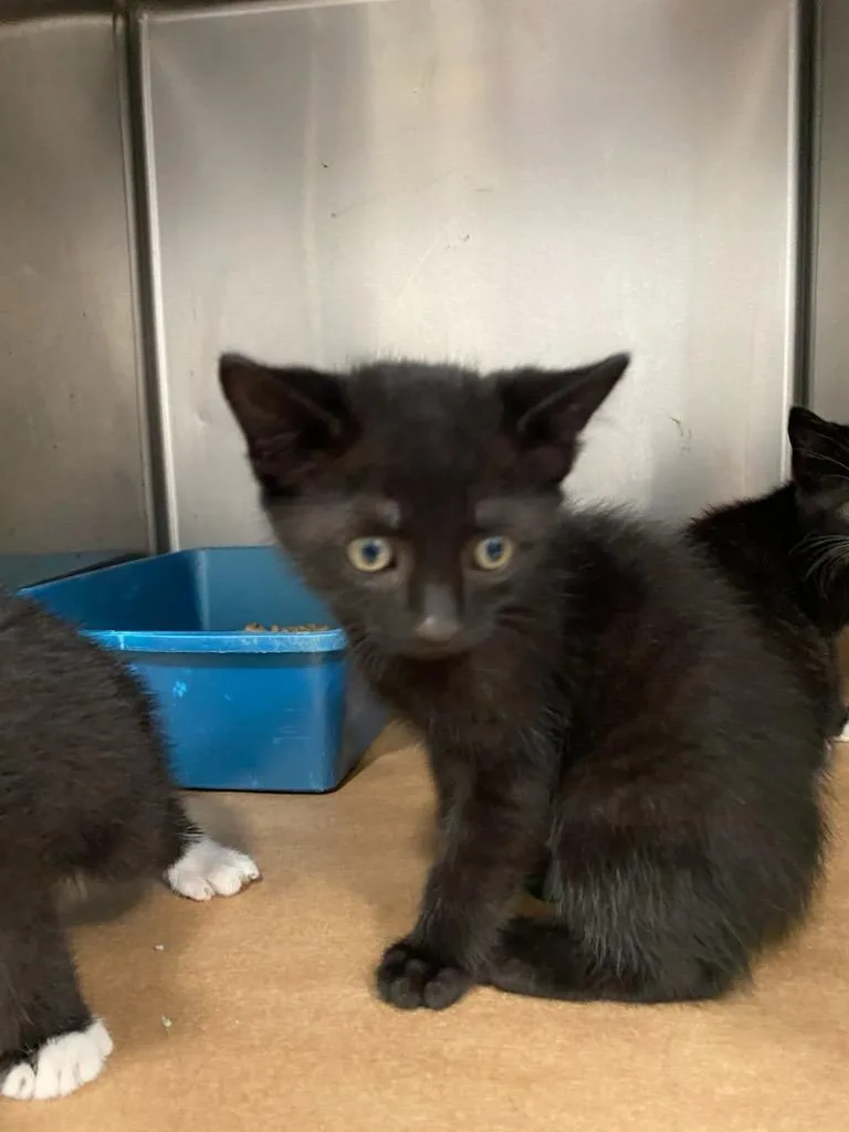 A baby large-sized male Domestic Short Hair cat named Callie for adoption in Cartersville , GA