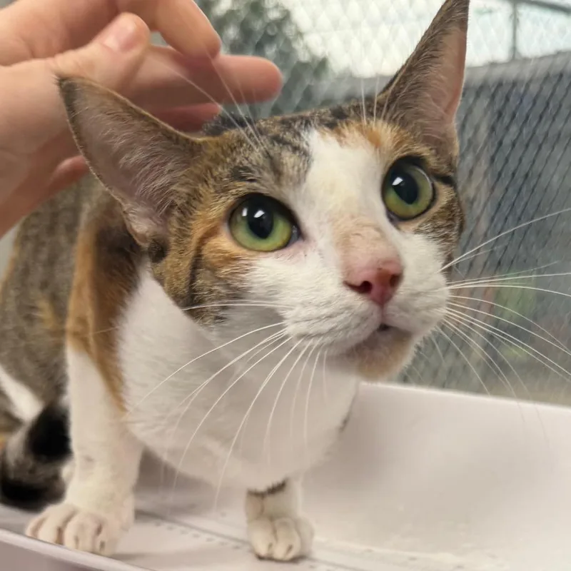 An adult medium-sized female White Domestic Short Hair cat named Maria for adoption in Columbiana, AL