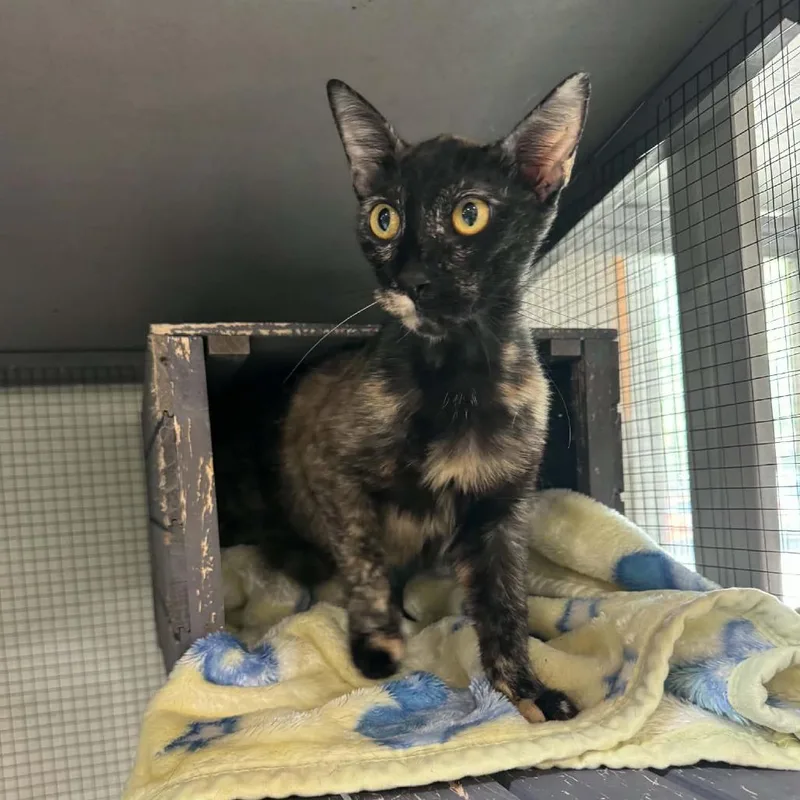 A young medium-sized female Brown / Chocolate Domestic Short Hair cat named Della for adoption in Seminole, FL