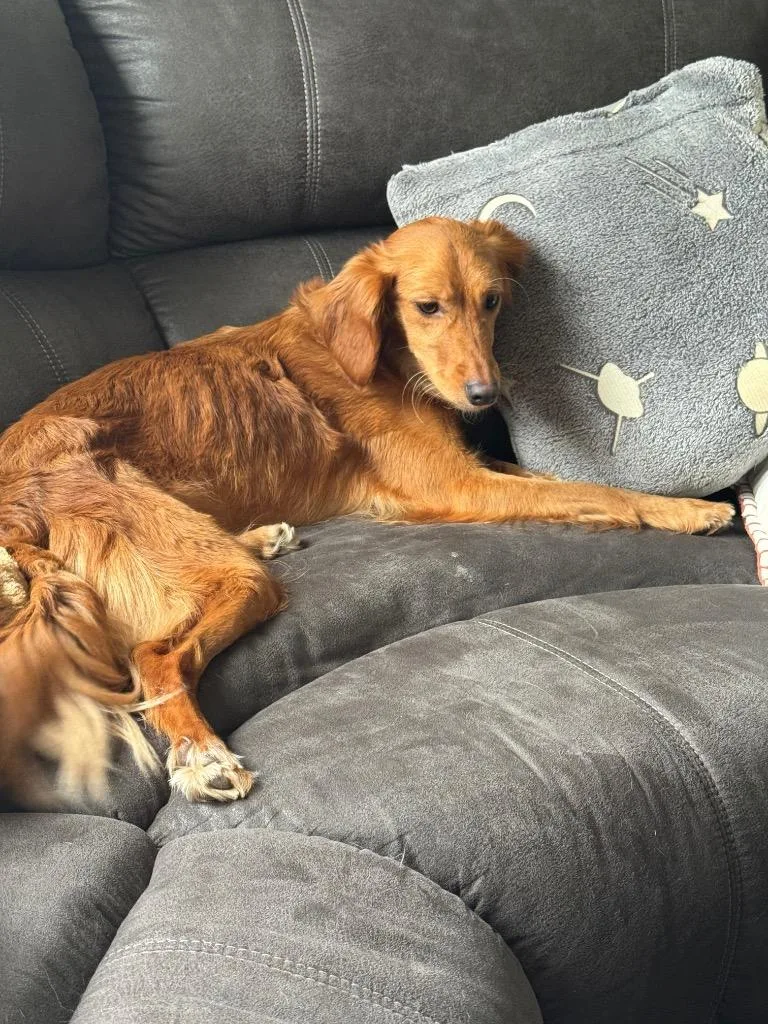 A young medium-sized female Golden Retriever dog named Olive Oil for adoption in Auburn, IN