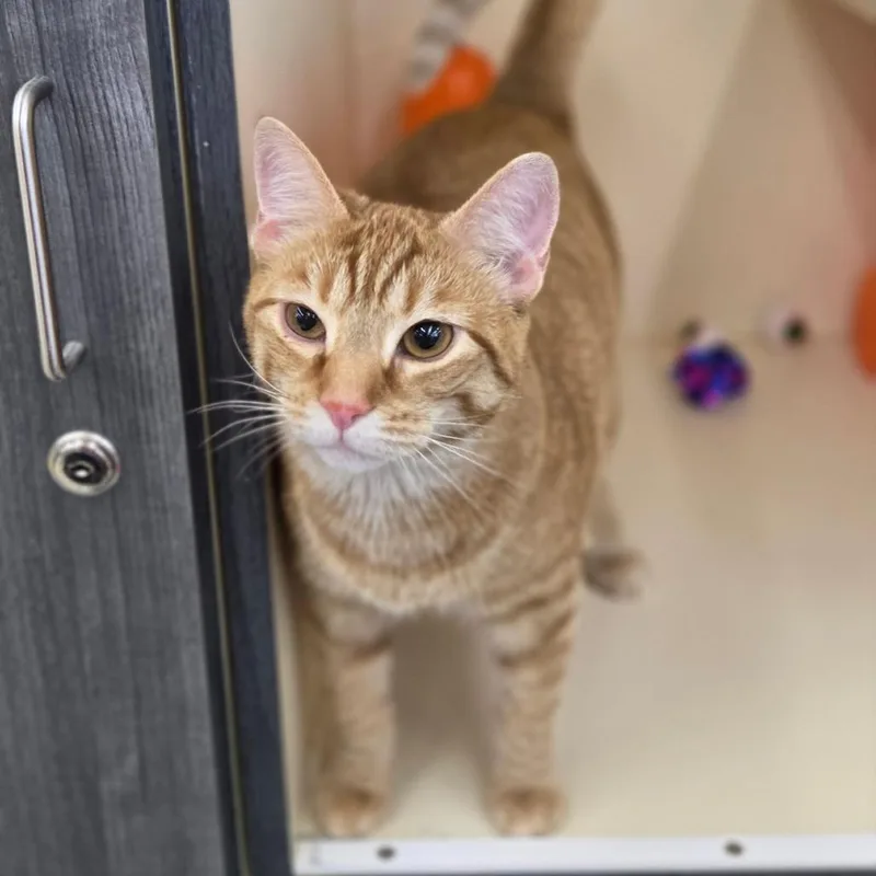 A young medium-sized female Orange / Red Domestic Short Hair cat named Pixie for adoption in Manheim, PA