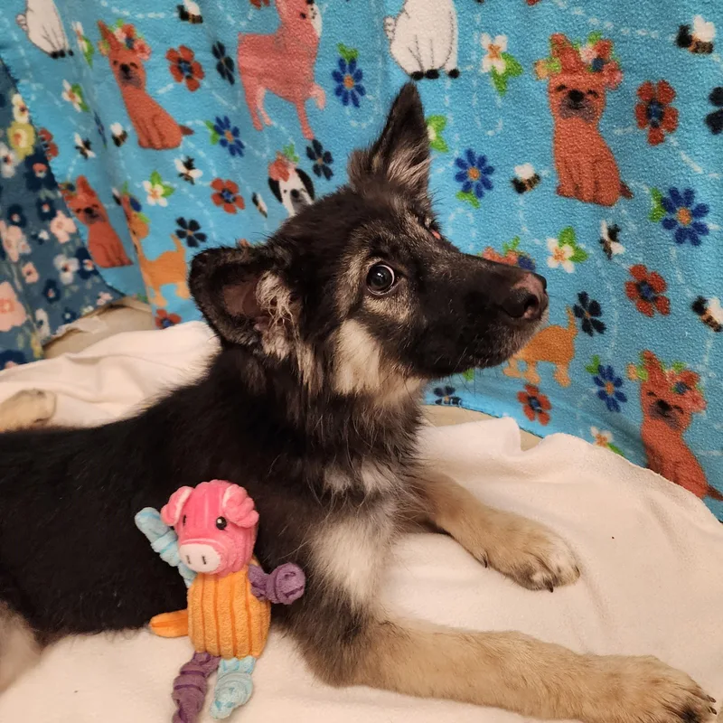 A young medium-sized female Black Shepherd dog named Mowgli for adoption in ALPINE, TX