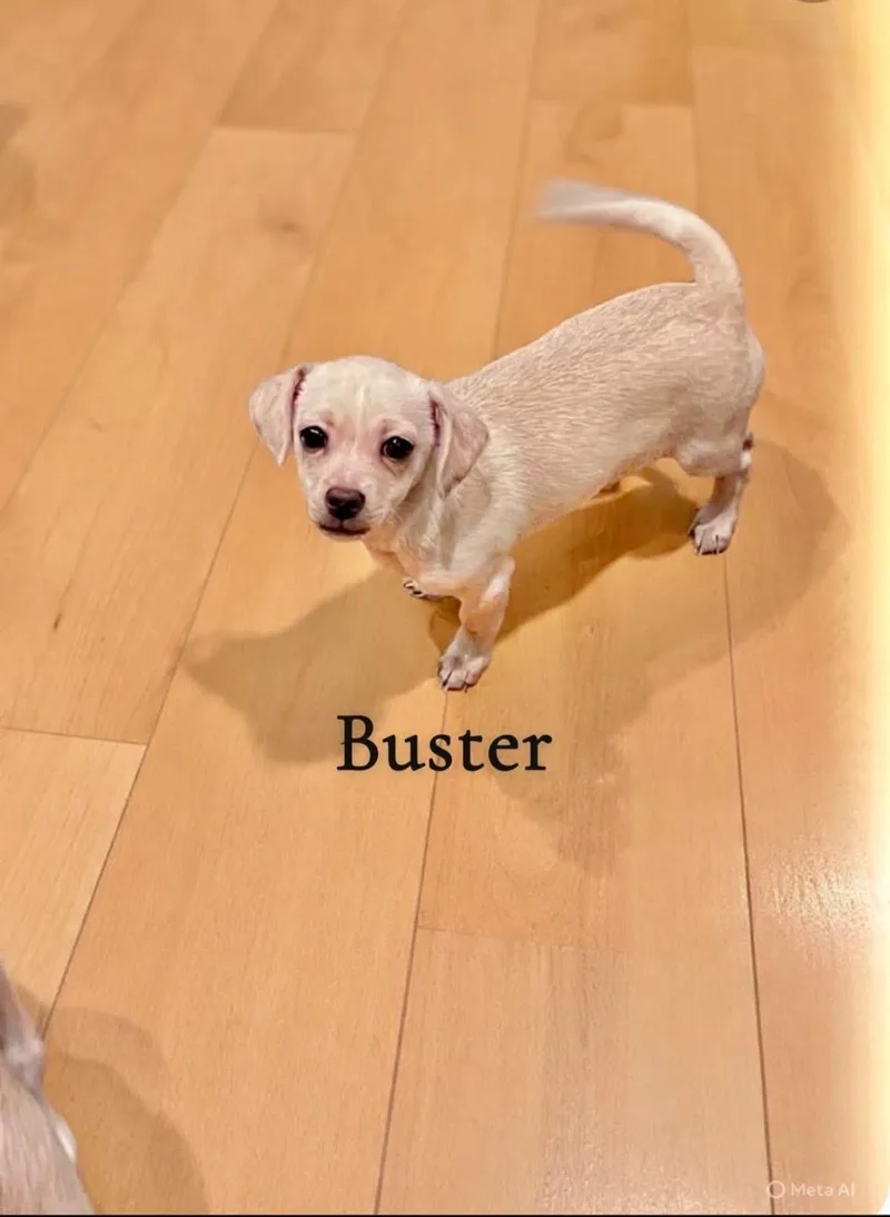 A baby small-sized male Apricot / Beige Chihuahua dog named Buster for adoption in Saginaw, MI